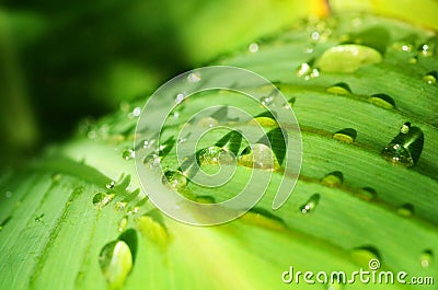 Raindrop on the leaf Stock Photo
