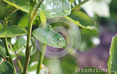 raindrop on a rose leaf Stock Photo