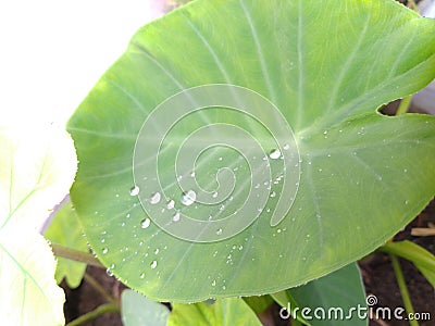 Raindrop water on taro plant of in India click by mobile Stock Photo