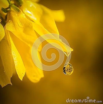 Raindrop yellow flower Stock Photo