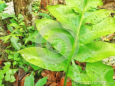 Raindrop on young leaf. Stock Photo