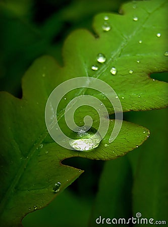 Raindrops Stock Photo