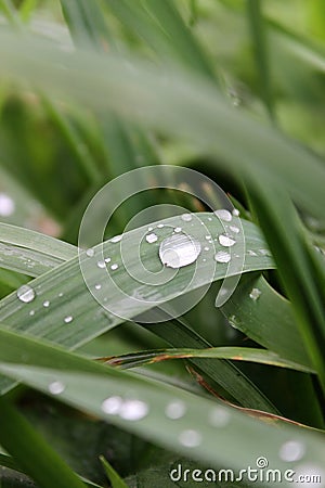 Raindrops on Blades of Grass Stock Photo