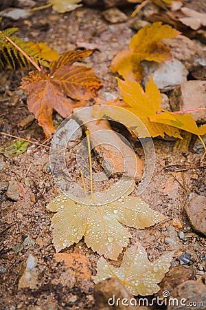 Raindrops on fallen maple leaf Stock Photo
