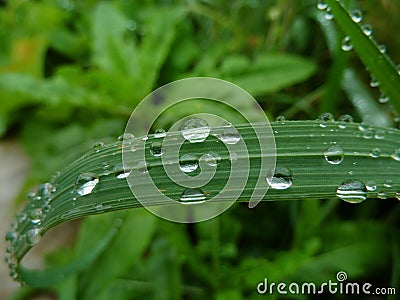 Dew drops on grass. Green nature concept Stock Photo