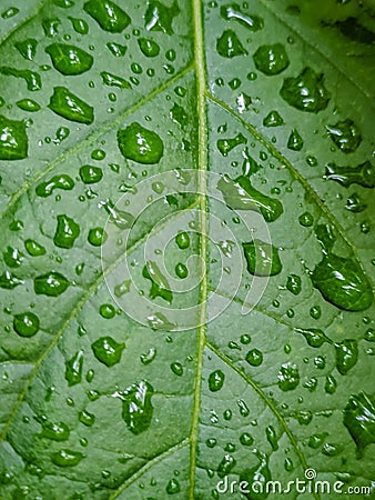 raindrops on fresh green leaves on a black background. Waterdrop on green leaf after a rain. Stock Photo