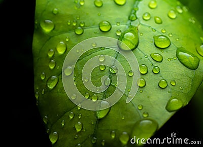 raindrops on fresh green leaves on a black background. Macro shot of water droplets on leaves. Waterdrop on green leaf after a Stock Photo