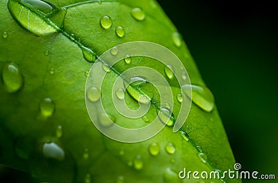 raindrops on fresh green leaves on a black background. Macro shot of water droplets on leaves. Waterdrop on green leaf after a Stock Photo