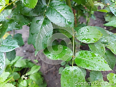 Raindrops on green birch leaves. Summer rain. Nature background of the rainy season Stock Photo