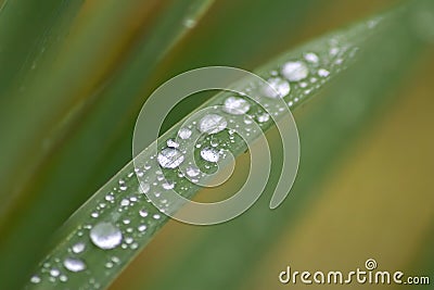 Raindrops on green leaves after a rainy day with a lot of rain refreshes the nature with water as elixir of life in rainforest Stock Photo