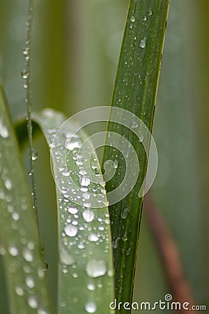 Raindrops on green leaves after a rainy day with a lot of rain refreshes the nature with water as elixir of life in rainforest Stock Photo