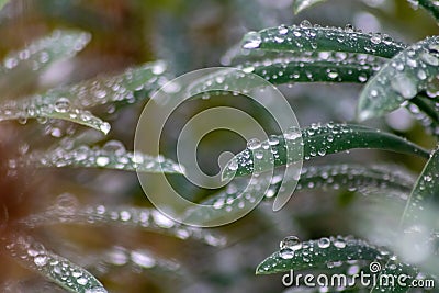 Raindrops on green leaves after a rainy day with a lot of rain refreshes the nature with water as elixir of life in rainforest Stock Photo