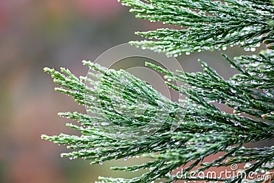 Raindrops on green leaves after a rainy day with a lot of rain refreshes the nature with water as elixir of life in rainforest Stock Photo