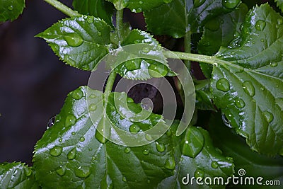 Raindrops on green plantn Stock Photo