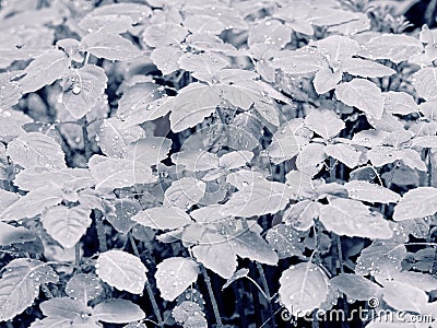 Raindrops on Impatiens glandulifera leaves, monochrome image Stock Photo
