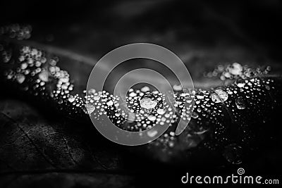 Raindrops on the leaf closeup. BW photo Stock Photo