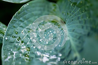 Raindrops on a leaf of hosta bush also known as plantain lily, widely cultivated as shade-tolerant foliage plants Stock Photo