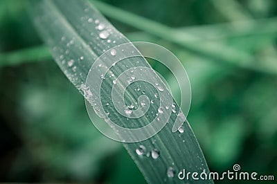 Raindrops on leaf. Rain drop on Leaves. Extreme Close up of rain water dew droplets on blade of grass. Sunlight reflection. Winter Stock Photo
