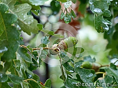 Raindrops on leaves and acorns. Fluffy oak lat. Quercus pubescens reaches a height of 18 meters. Background blur Stock Photo