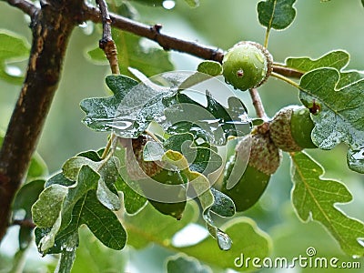 Raindrops on leaves and acorns. Fluffy oak lat. Quercus pubescens reaches a height of 18 meters. Background blur Stock Photo