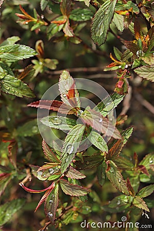 Raindrops Multiple Leaves Stock Photo