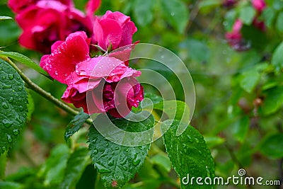 Raindrops on the petals of the red beautiful rose. Stock Photo