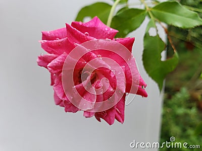 Raindrops on pink roses blooming in the garden Stock Photo