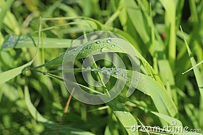 Raindrops are poured on the grass Stock Photo