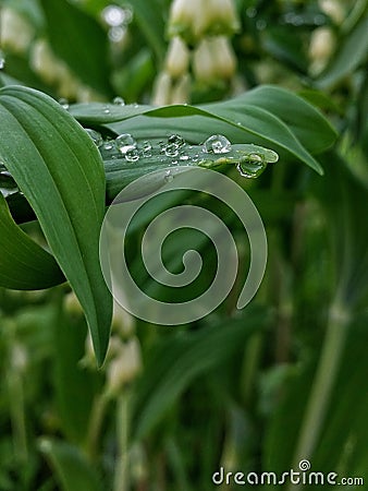 Raindrops rain garden drops summer Stock Photo