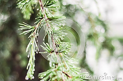 Raindrops After Rain In the Leaves Of A Pine Tree Stock Photo