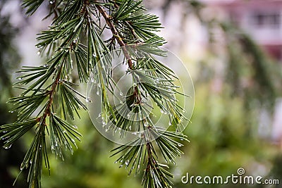 Raindrops After Rain In the Leaves Of A Pine Tree Stock Photo