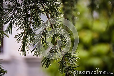 Raindrops After Rain In the Leaves Of A Pine Tree Stock Photo