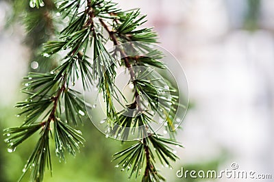 Raindrops After Rain In the Leaves Of A Pine Tree Stock Photo