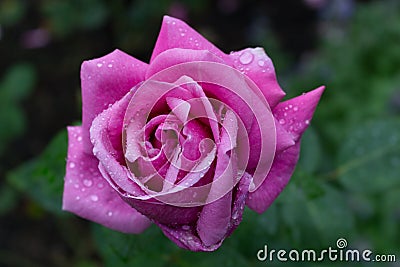 Raindrops on Red fuchsia Rose Stock Photo