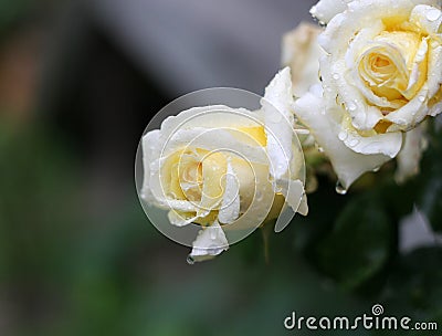 Raindrops on rose Stock Photo