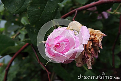 Raindrops on a rosebud Stock Photo