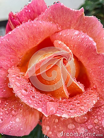 Raindrops at the roses are amazing Stock Photo