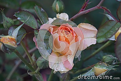 Raindrops on Roses: Colorado Flower Montage Stock Photo