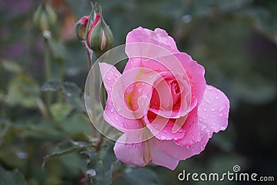 Raindrops on Roses: Colorado Flower Montage, Rose and bud Stock Photo