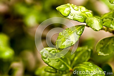Raindrops on Spring Leaves Stock Photo