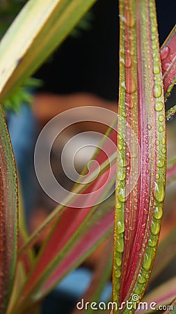 Raindrops on Variegated red flax leaf after spring rain Stock Photo