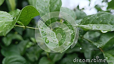 Raindrops water on a green leaf. Fresh, juicy, beautiful tree leaf close-up. Summer, spring background. Stock Photo
