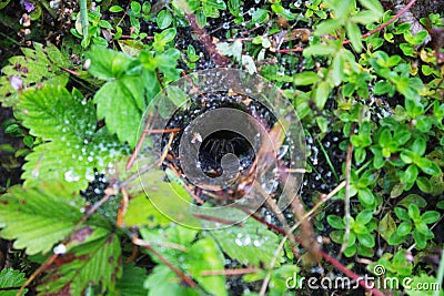 Raindrops on the web. Spider in the hole Stock Photo