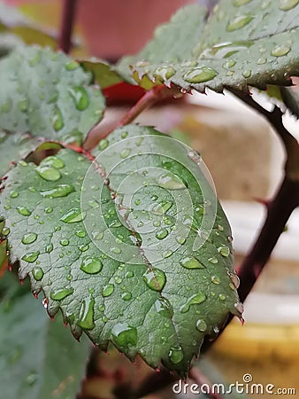 Rained rose leaf Stock Photo