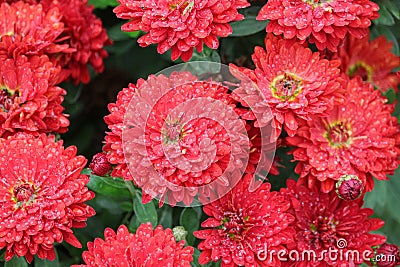 Rainfall glistening red Chrysanthemum flowers Stock Photo