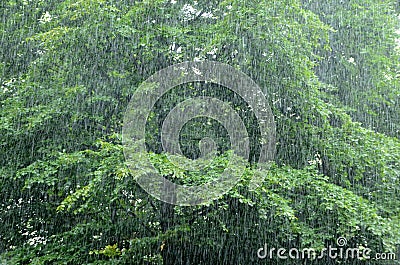 Rainfall Stock Photo