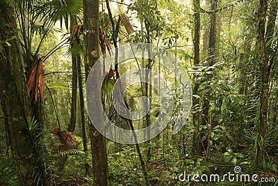 Rainforest Stock Photo