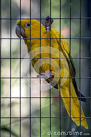 Guacamayo guaruba, cotorra dorada, periquito amarillo o aratinga amarilla Guaruba guaroubaâ€‹ Stock Photo