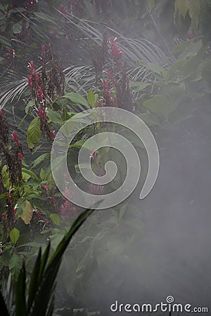 Rainforest atmosphere Stock Photo