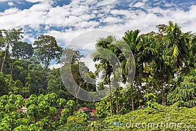 Rainforest Bukit Lawang Stock Photo